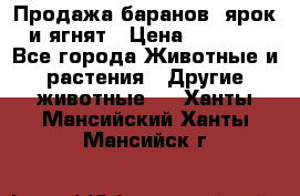 Продажа баранов, ярок и ягнят › Цена ­ 3 500 - Все города Животные и растения » Другие животные   . Ханты-Мансийский,Ханты-Мансийск г.